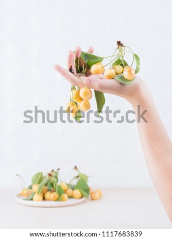 Summer concept. White ripe cherry with leaves in a female hand on a light background.