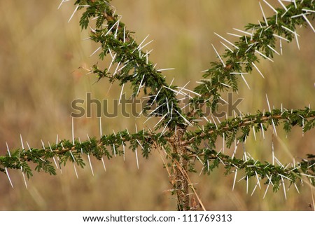 Close-up of spines from a acacia tree from Masai Mara. The acacia tree is food for the giraffe.