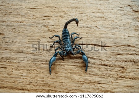 Scorpion on the wooden floor. For making the background