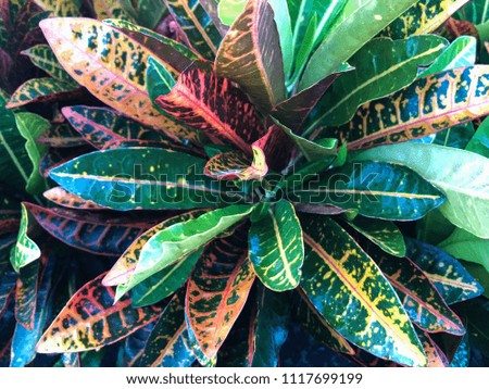 Tropical colorful leaves in the garden for background, living, lifestyle concept