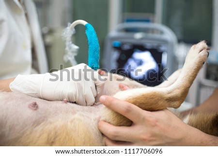 Veterinary Concept. Veterinarian is doing ultrasound. View the puppy in the dog. Veterinarian doing ultrasound and analyze healthy of animal. Selective Focus. Royalty-Free Stock Photo #1117706096