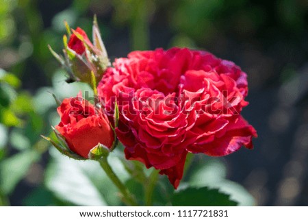 Red rose shrubby
