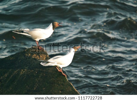 Beautiful view in intense colours at two black-headed gulls (Chroicocephalus ridibundus) standing and calling on a textured concrete block covered with green seaweeds lighted by warm coloured evening 