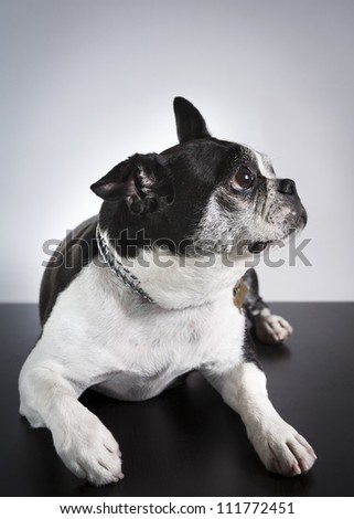 Boston Terrier Close up over gray background