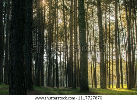Pine trees in the forest. Bark And the tall corners of tall pines see the sky. giant, looking, travel, natural, outdoor