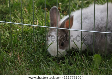 rabbit in hutch 