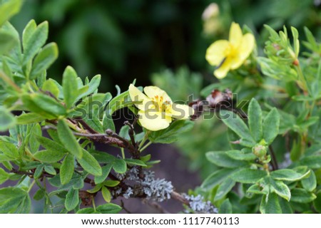 yellow flowers on shrub cinquefoil (Dasiphora fruticosa, Rosaceae)