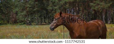 Brown horse, portrait, head, close up summer in the forests