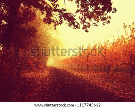 Amazing road in a autumn magical vintage forest among bright colored leaves. Vintage photo, soft focus