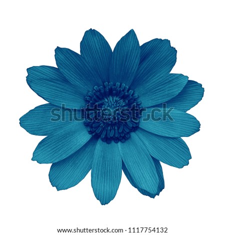 Flower midnight blue adonis, isolated on a white  background. Close-up. Element of design. 