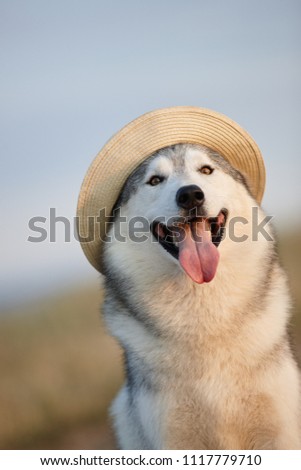 Lovely cheerful happy gray brown-eyed Siberian husky makes faces in a hat against the backdrop of nature and sky. Hazel-eyed dog wearing a hat on a natural background. Funny dog smiles.