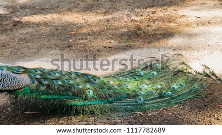 Adult male peacock facing away from camera with colorful and vibrant feathers, vivid blue body and green neon colored tail closed behind.