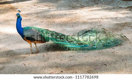 Adult male peacock facing away from camera with colorful and vibrant feathers, vivid blue body and green neon colored tail closed behind.