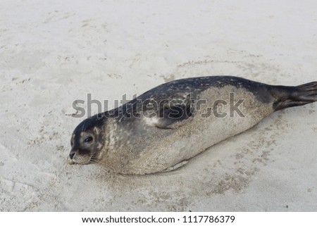 A seal warming up on the beach. Picture taken on the beach in Darłówko.