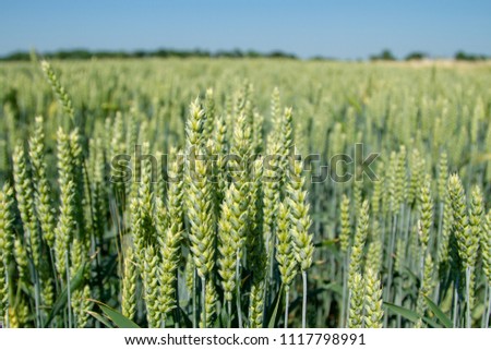 Magnificent ears of elite barley in the field. Advertising of fertilizers for farmers, agro-companies and agro-holdings. Royalty-Free Stock Photo #1117798991