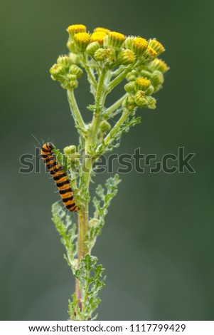 The zygaena filipendulae caterpillar