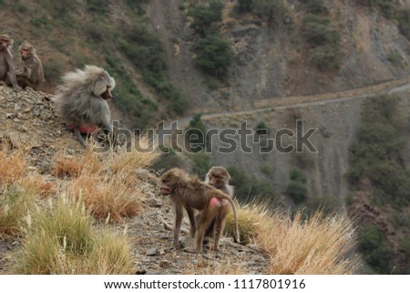 Baboons on mountain