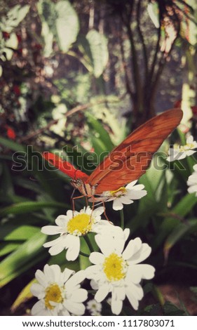 Butterfly insect perched on a daisy flower. Orange wings and antennae are clearly visible. Tropical background.