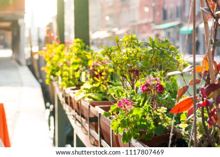 Venice in Italy, scenic typical view at sun set time. The water of a canal in perspective and the detail of a flowerpot in the fore ground
