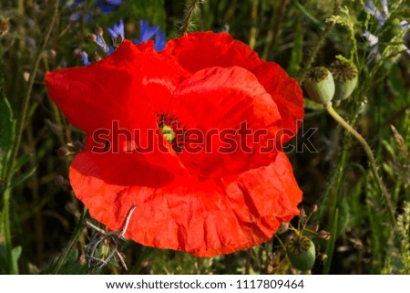 Close up picture of a poppy seed flower. 