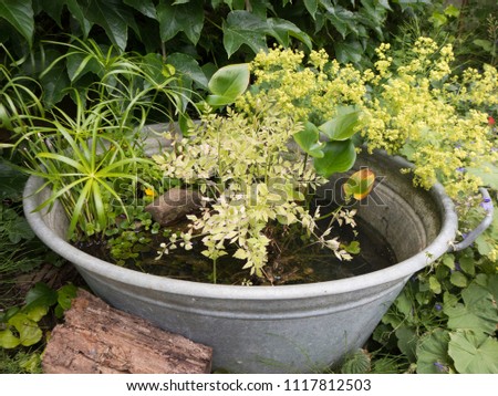 A planted zinc tub as a small garden pond. The alchemilla on the edge moves in the wind.
 Royalty-Free Stock Photo #1117812503