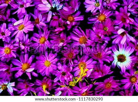 flower background of chrysanthemum and roses, petals, colorful