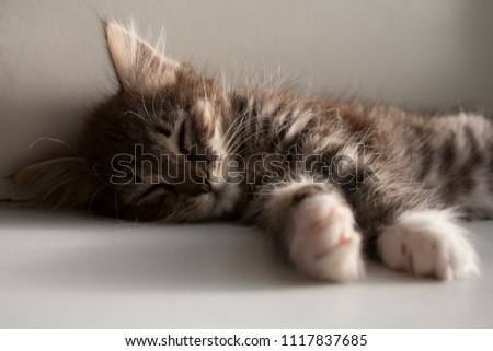 Adorable tabby kitten with brown grey fur sleeping on a summer day