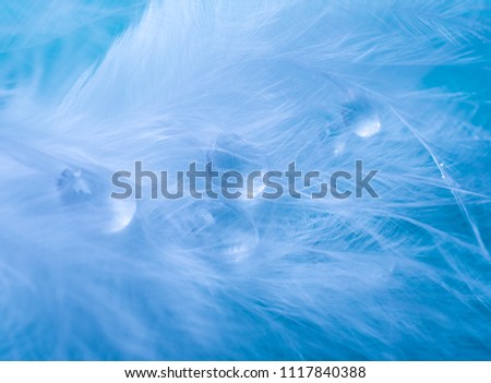 Blurred drops of water on a white feather against a blue background (as an abstract fairy-like background), very shallow DOF, soft focus