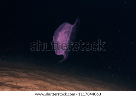 One jelly fish in the Red Sea 
