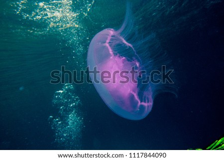One jelly fish in the Red Sea, 