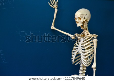 Human skeleton next to blackboard with numbers and divisions. skeleton calculating in mathematics