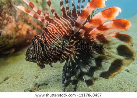 Lion fish in the Red Sea 