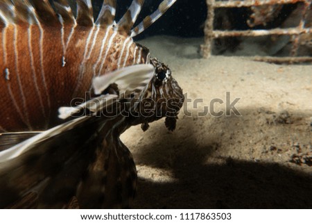 Lion fish in the Red Sea  