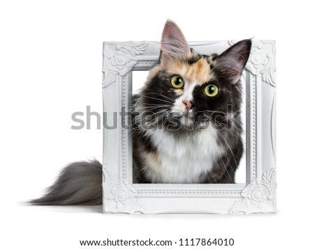 Beautiful black smoke tortie Maine Coon cat girl laying in white picture frame isolated on white background looking straight in lens