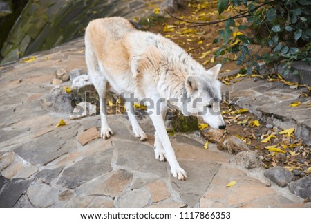 white wolf walks along  rock and looks into the distance


