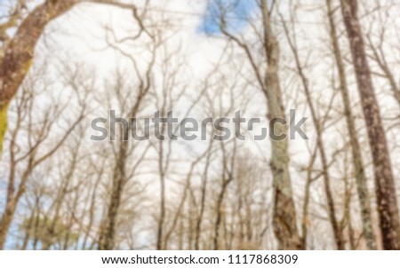 Defocused background with forest trees. Intentionally blurred post production for bokeh effect