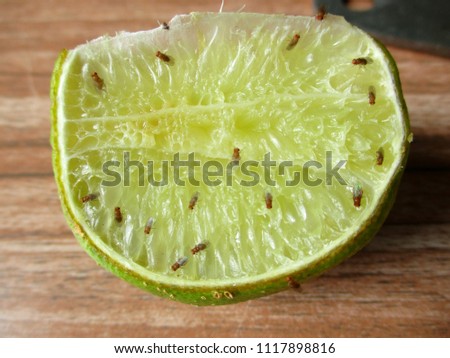 Drosophila on lime are Contagion come to man Royalty-Free Stock Photo #1117898816
