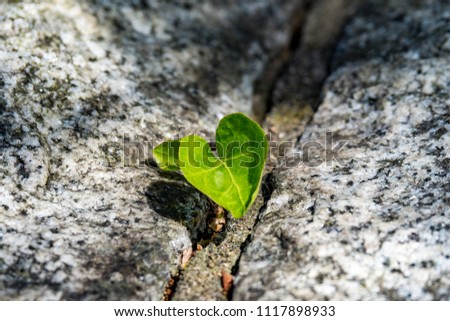 heart shaped green leaf grow out of the gap of two tiles on the ground Royalty-Free Stock Photo #1117898933
