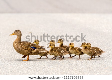 A mother duck and her ducklings crossing a road in a line. There are seven ducklings following the mother. Royalty-Free Stock Photo #1117903535