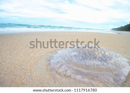 death jellyfish on white sand beach with nice summer sky at Huai Yang, Thailand Royalty-Free Stock Photo #1117916780