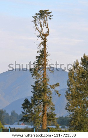 Full and wide vertical view of a single, adult, female American Bald eagle perched on her nest high atop a tree.