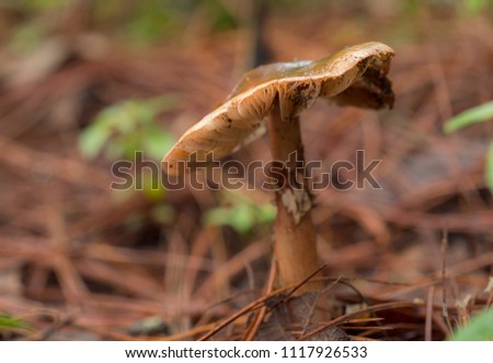 
wild coffee color mushroom in the leaf litter
