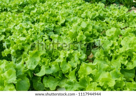 Lettuce does not use soil