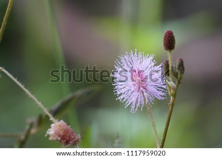 Flower of mimosa pudica or sensitive plant