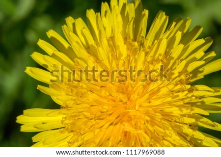 Dandelion with yellow flowers and seeds with fluffy hairs, carried by the wind. with a rosette of leaves, bright yellow flowers, followed by globular seeds with fluffy beams