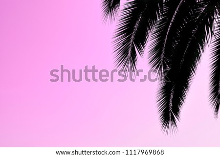palm branches silhouette on a bright pink  background