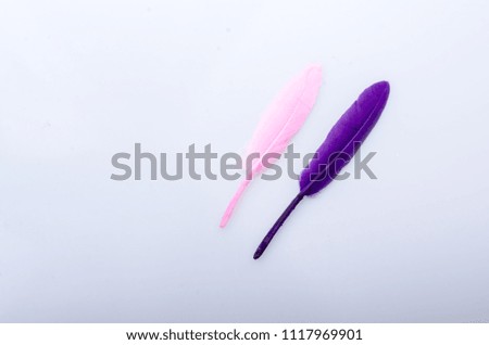 Collection of colored decorative feathers placed  on white background
