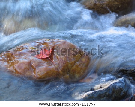 Red leaf in river