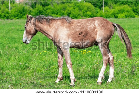 horse on the green grass
