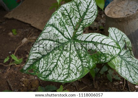 Caladium bicolor Vent. Fancy ...When the blooms are blooming and blooming at about 19:00 - 20:00.